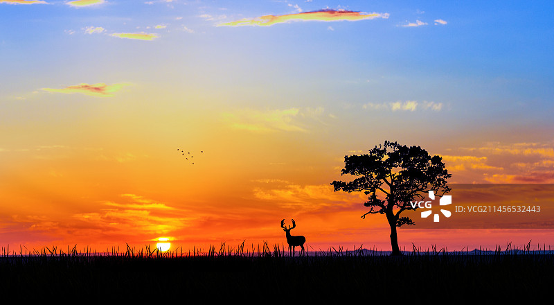 小鹿麋鹿动物图片素材