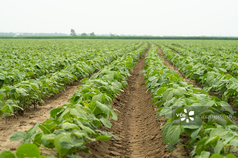 中国东北七月份的大豆苗图片素材