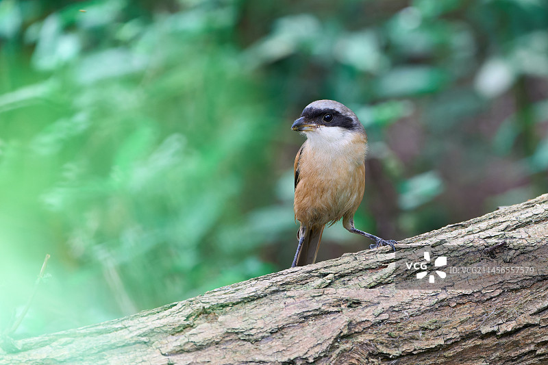 红尾伯劳与棕背伯劳图片素材