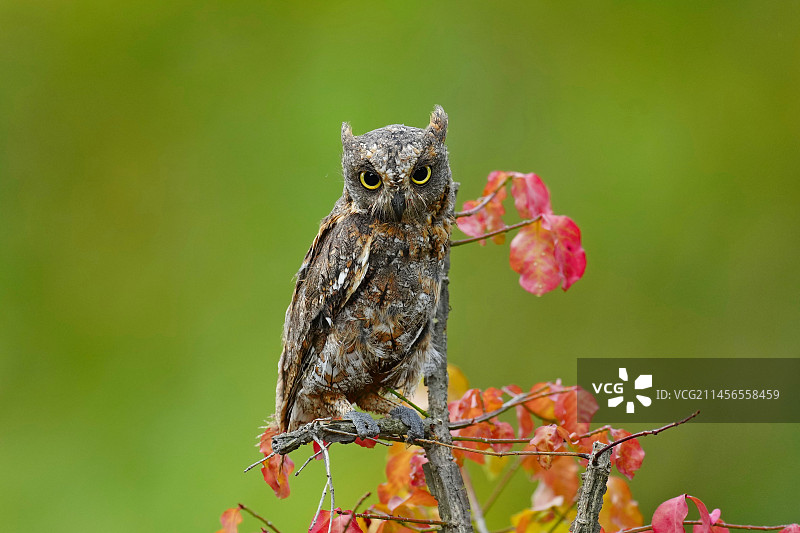 DSC03135角鸮图片素材