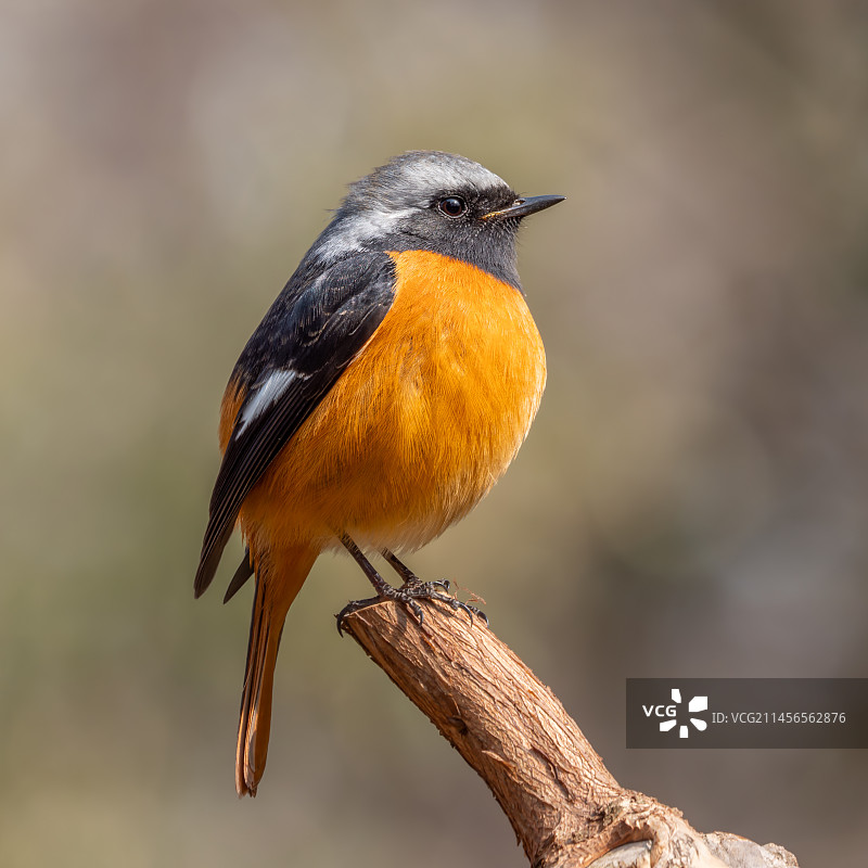 寒风里的北红尾鸲图片素材