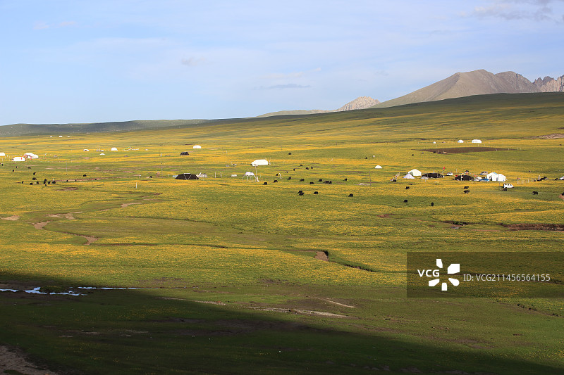 四川省阿坝州阿坝县，鲜花盛开的草原。图片素材