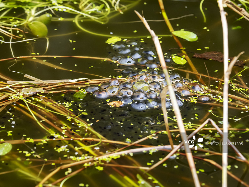青蛙卵图片素材