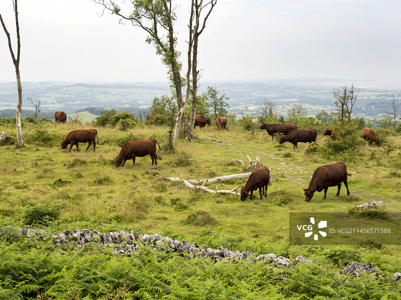 红色无角牛图片素材