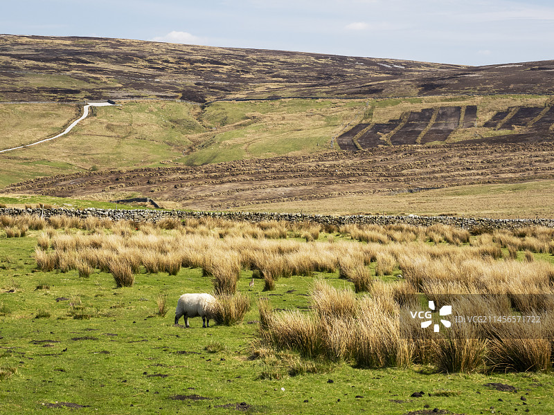 受损的泥炭沼泽地图片素材