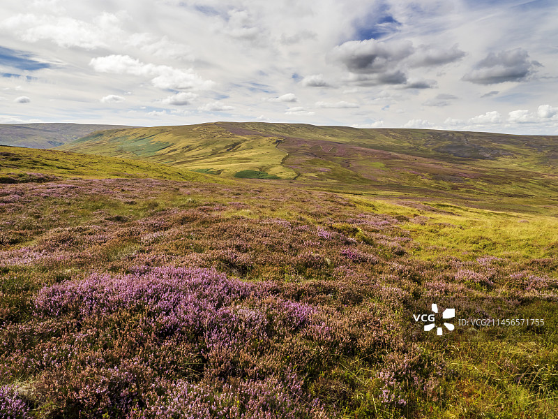 欧石楠荒地图片素材