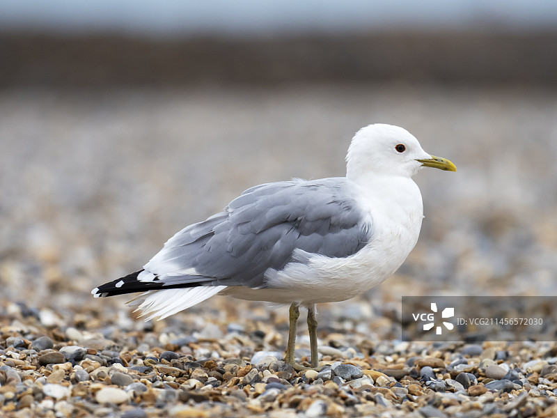 普通海鸥图片素材