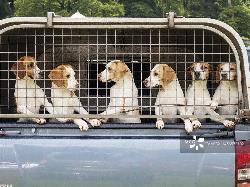 比格犬图片素材