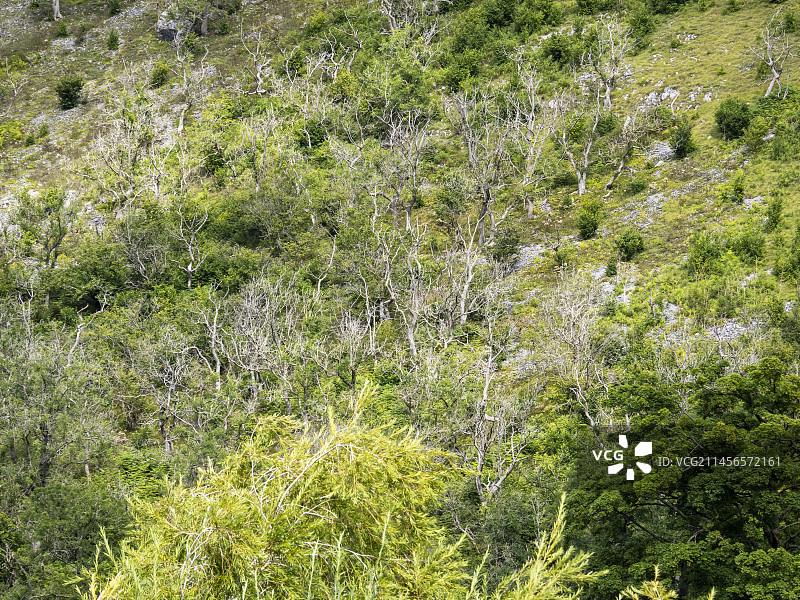 因白蜡病而死去的白蜡树图片素材