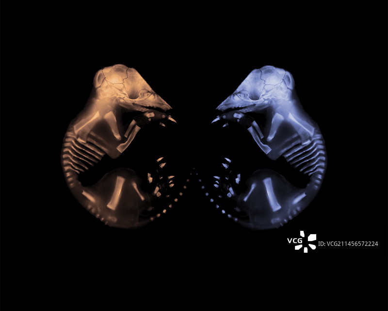 九带犰狳图片素材