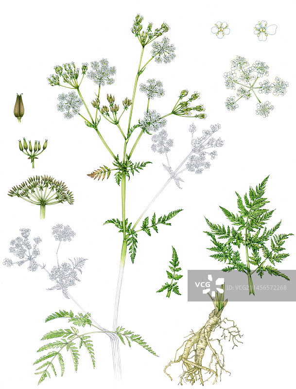 牛欧芹(Anthriscus sylvestris)，插图图片素材