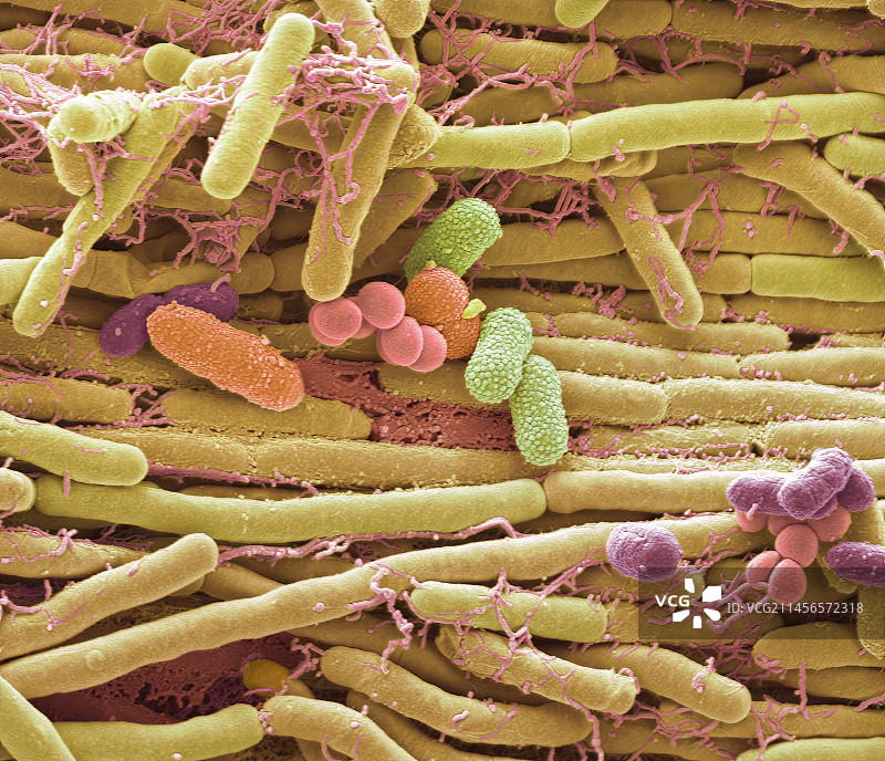 手机细菌（扫描电子显微镜）图片素材