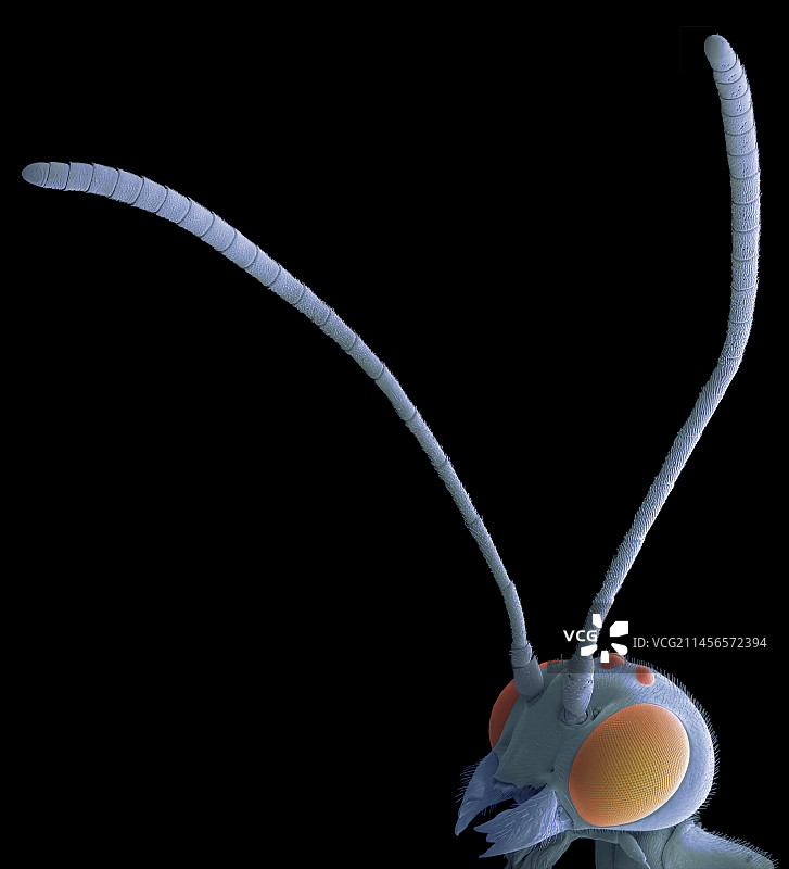 姬蜂扫描电镜图图片素材