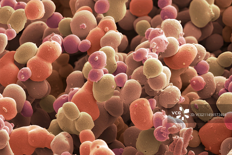 来自训练器的真菌，扫描电镜图片素材