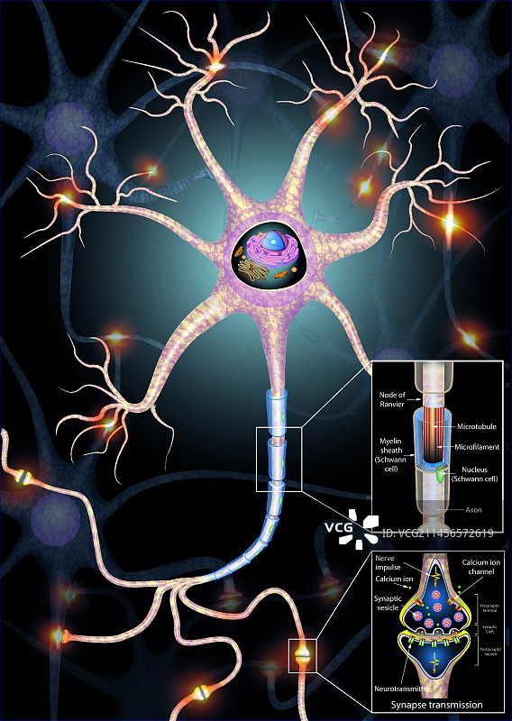 神经细胞和突触结构，图示图片素材