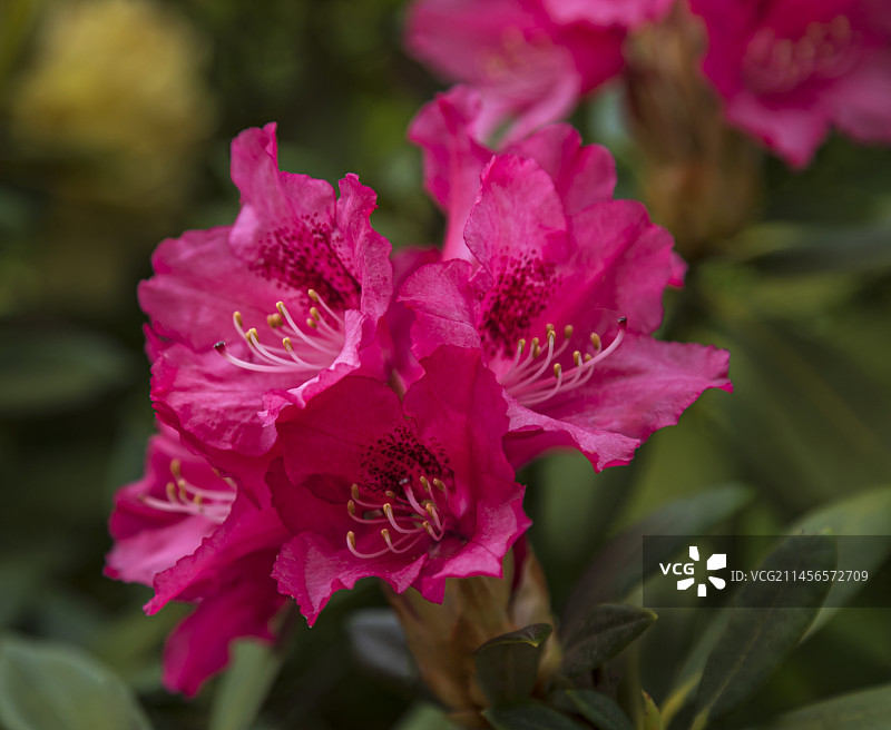 屋久岛杜鹃图片素材