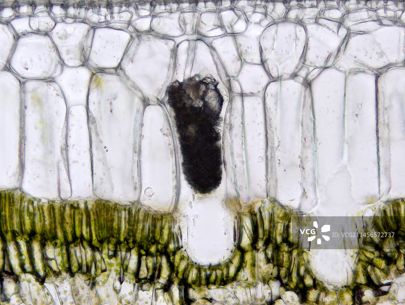 橡胶无花果叶浅显微照片图片素材
