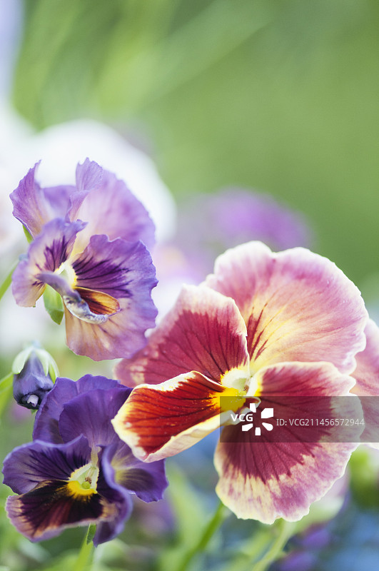 三色堇图片素材