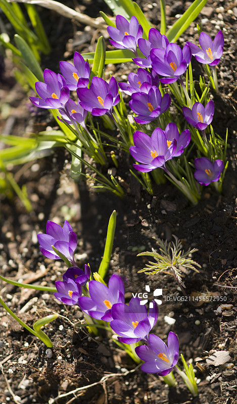 紫色番红花图片素材