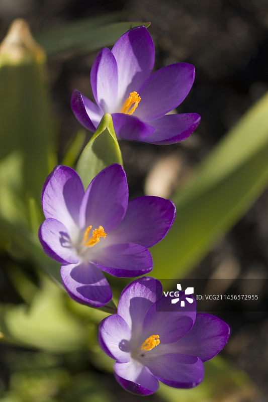 番红花图片素材