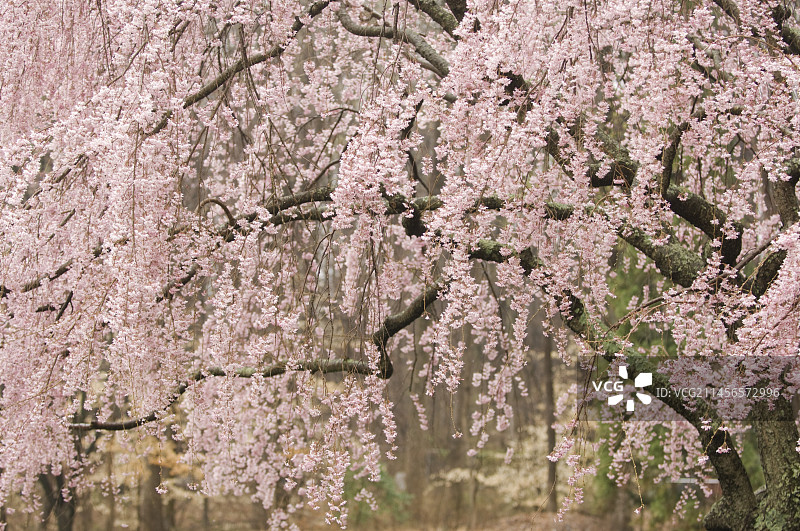 垂枝早樱图片素材