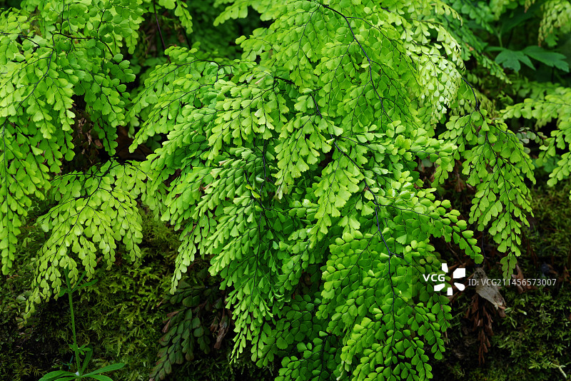 铁线蕨图片素材