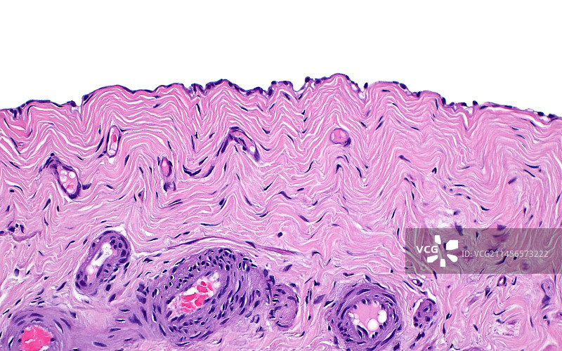 间皮细胞，光学显微照片图片素材