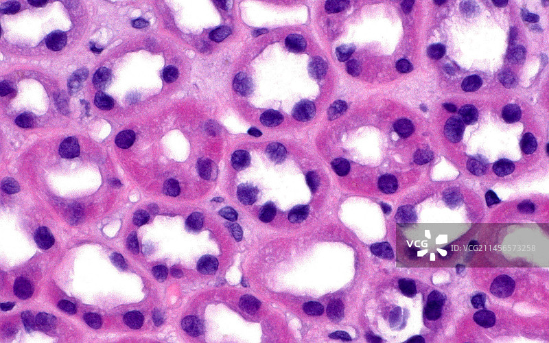 肾小管，光学显微照片图片素材