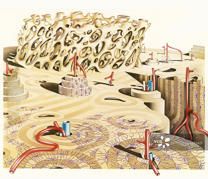 骨骼微观结构图图片素材
