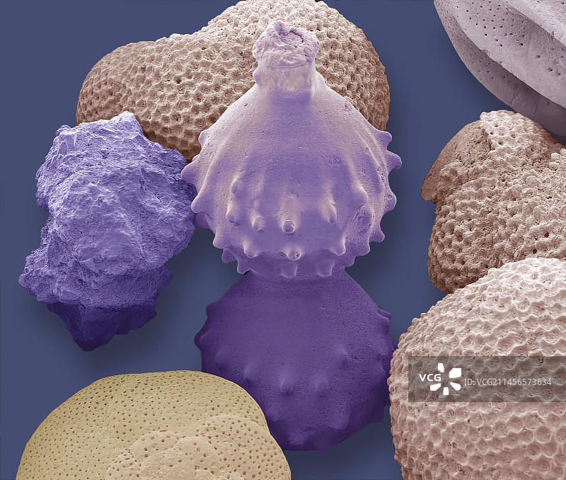 有孔虫，扫描电子显微镜图片素材