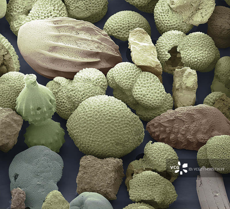 有孔虫，扫描电子显微镜图片素材