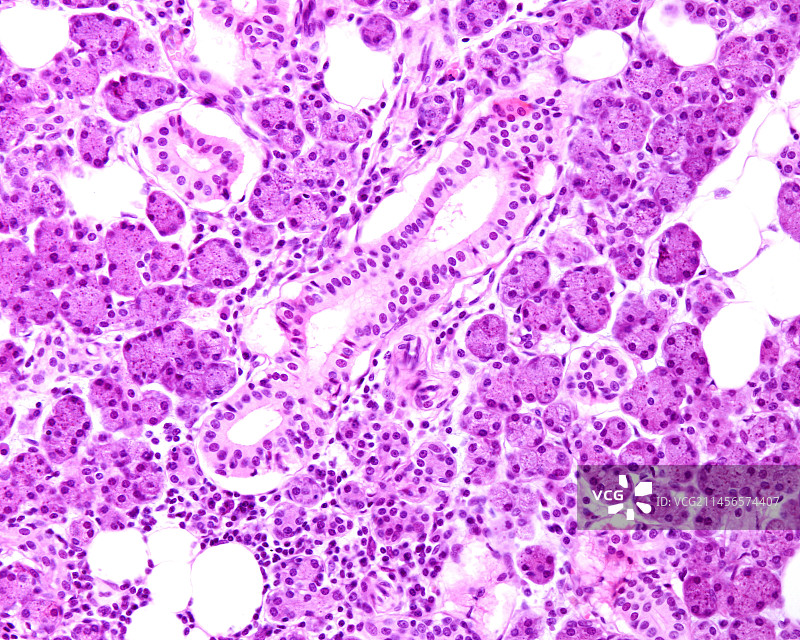 人体腮腺显微照片图片素材