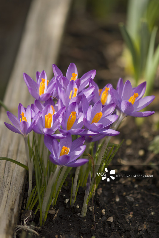 紫色番红花图片素材