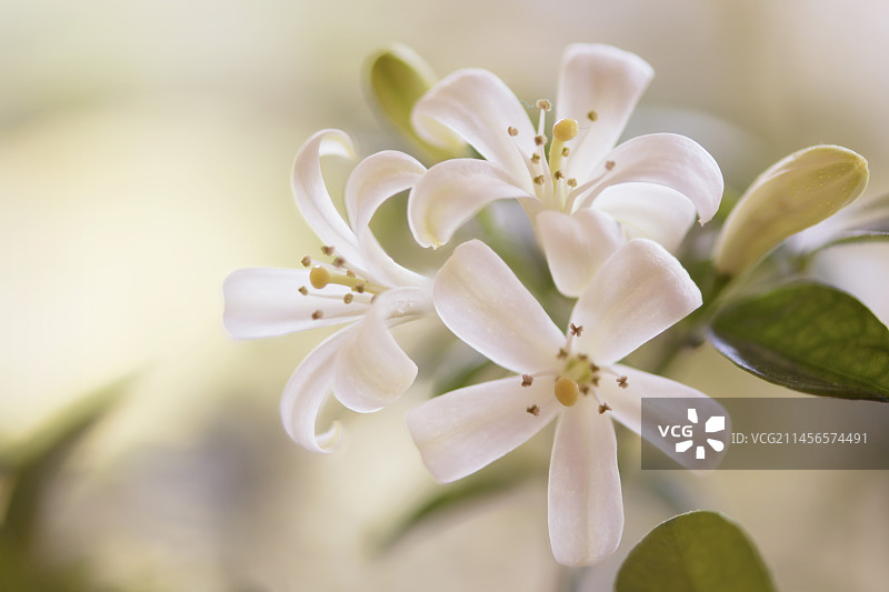 橙色茉莉花图片素材