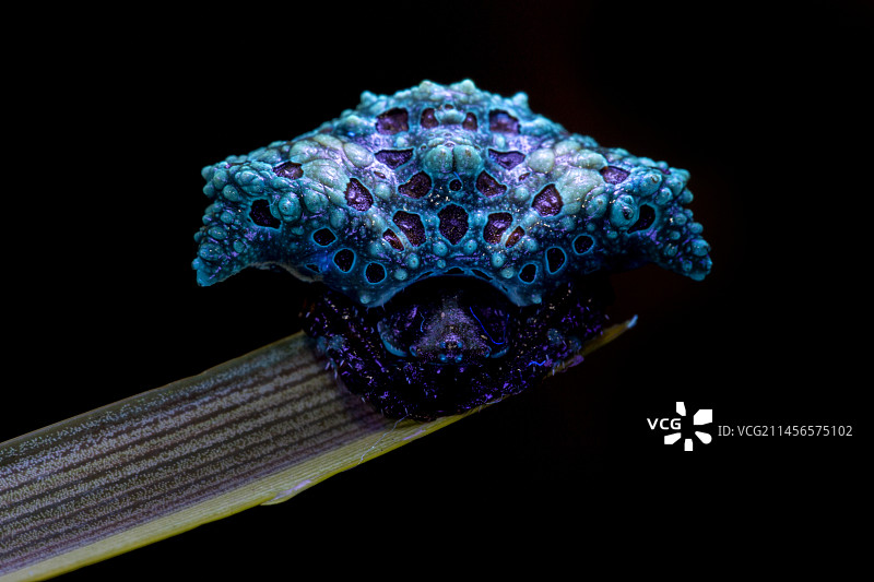 鸟粪蛛的紫外荧光图片素材