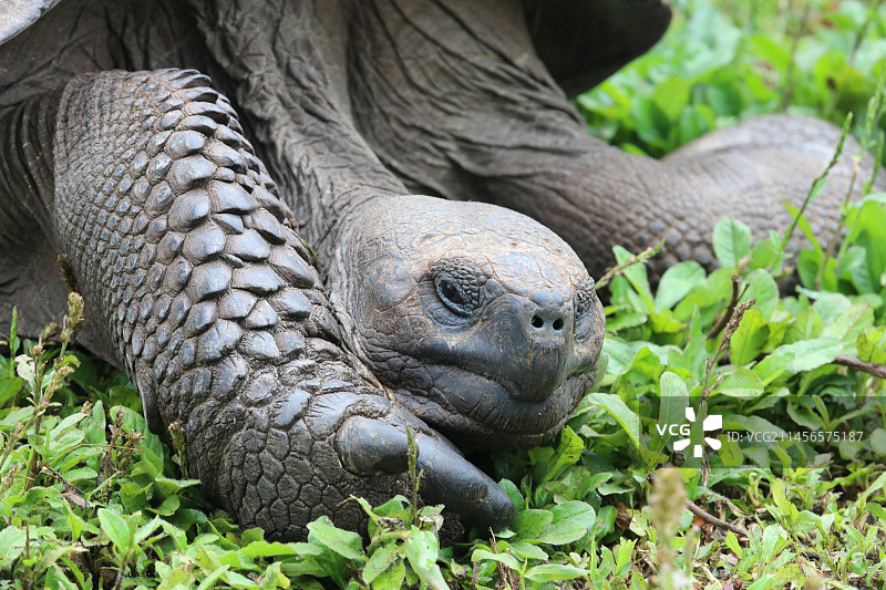 加拉帕戈斯象龟图片素材