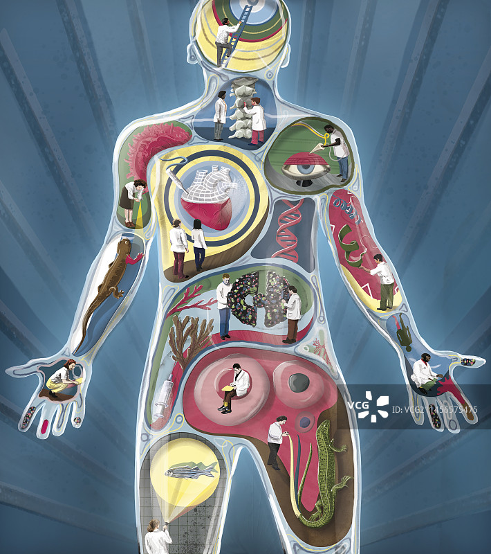 再生医学概念插图图片素材