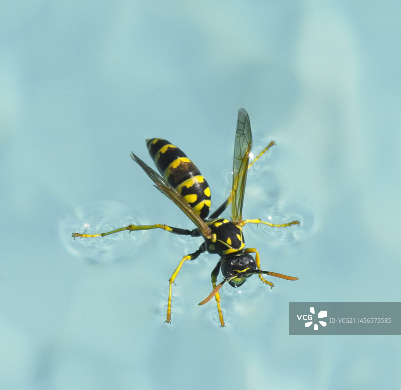 停留在水面上的欧洲纸胡蜂图片素材