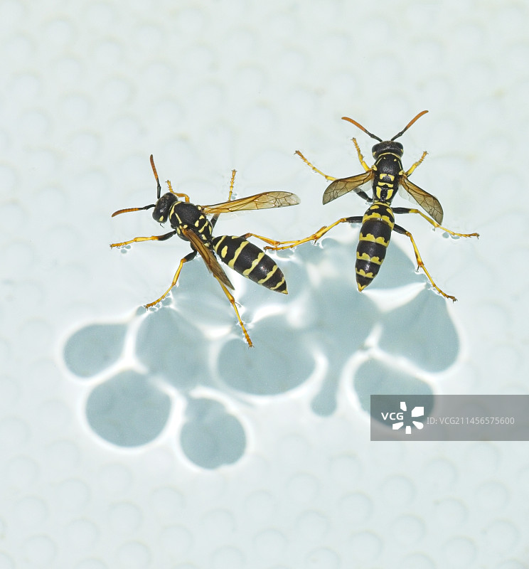 站在水面上的欧洲纸胡蜂图片素材