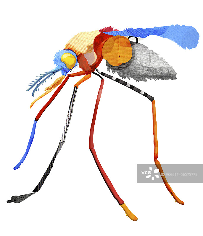 疟疾概念插画图片素材