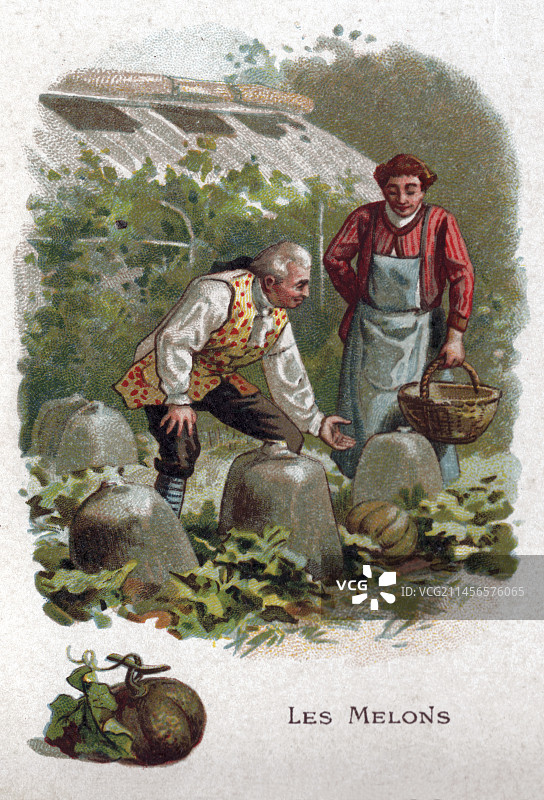 卡瓦永哈密瓜插画图片素材