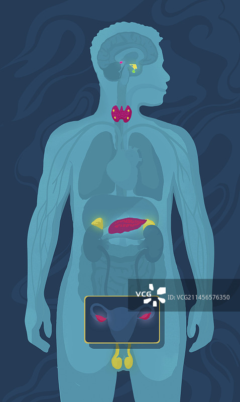内分泌系统概念图图片素材