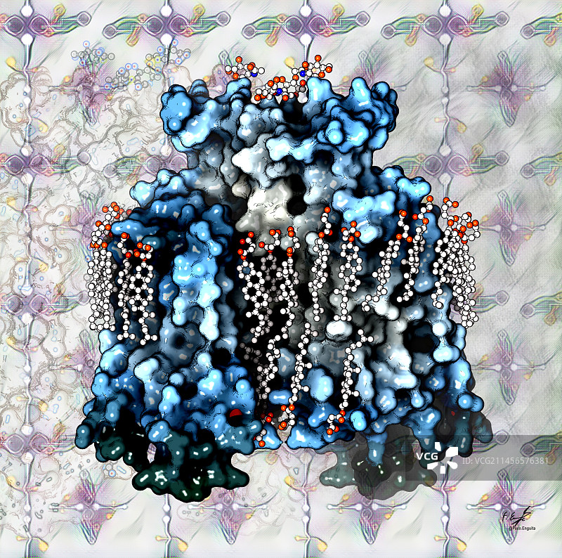胆固醇与G蛋白偶联受体结合示意图图片素材