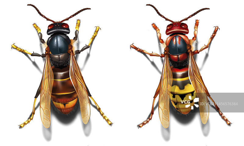 亚洲和欧洲的胡蜂，插图图片素材