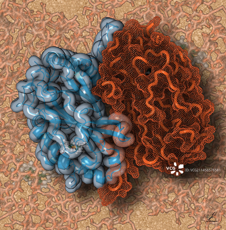 DyP型过氧化物酶插图图片素材
