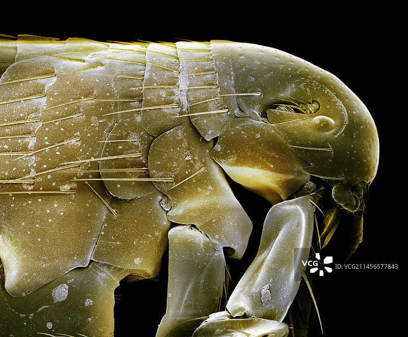 狗身上的跳蚤，扫描电镜图片素材