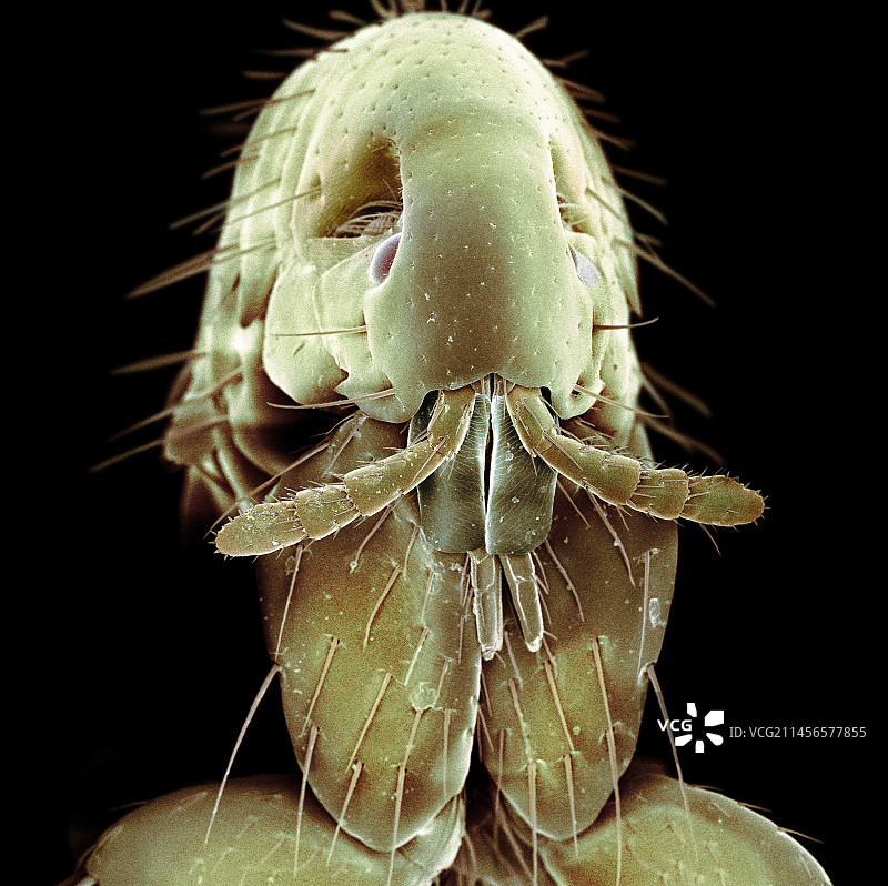 狗身上的跳蚤，扫描电镜图片素材