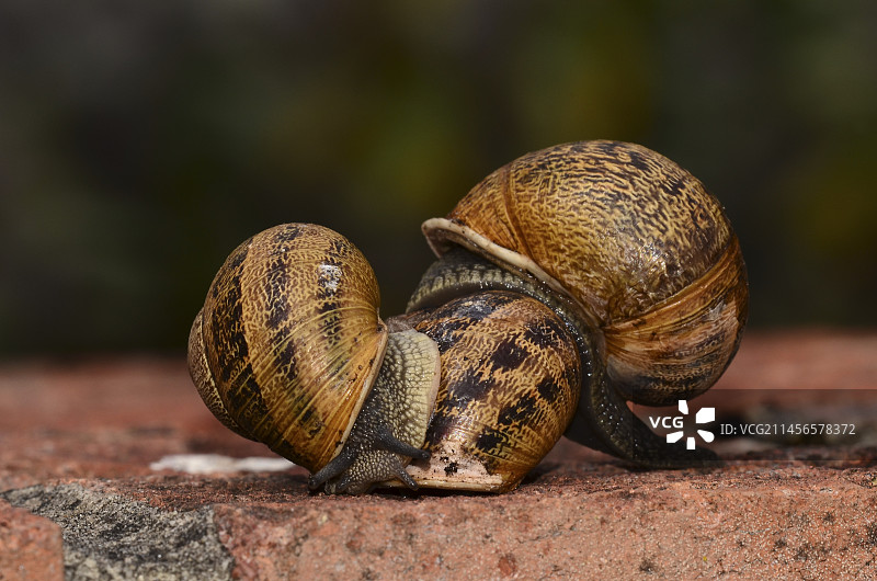 花园蜗牛图片素材