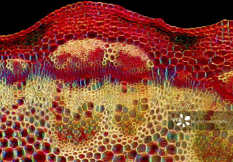 小白酒草茎秆显微照片图片素材