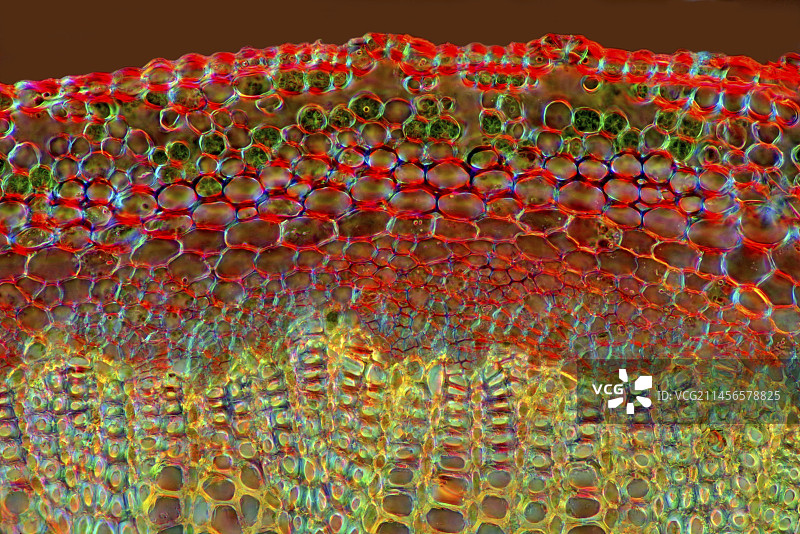 蓝盆花茎显微照片图片素材